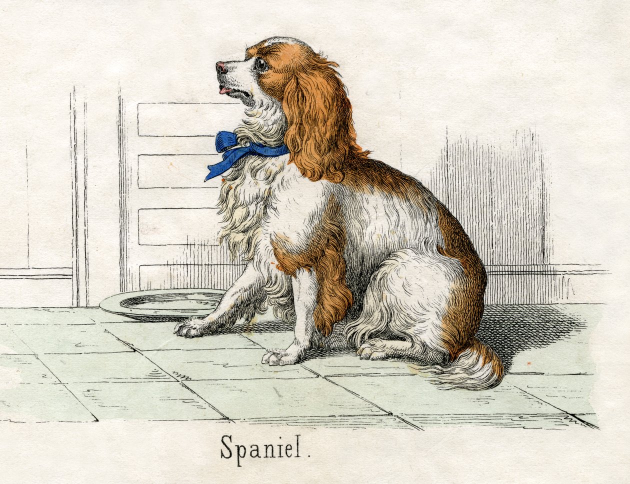 Spaniel, de A História Natural dos Animais de American School