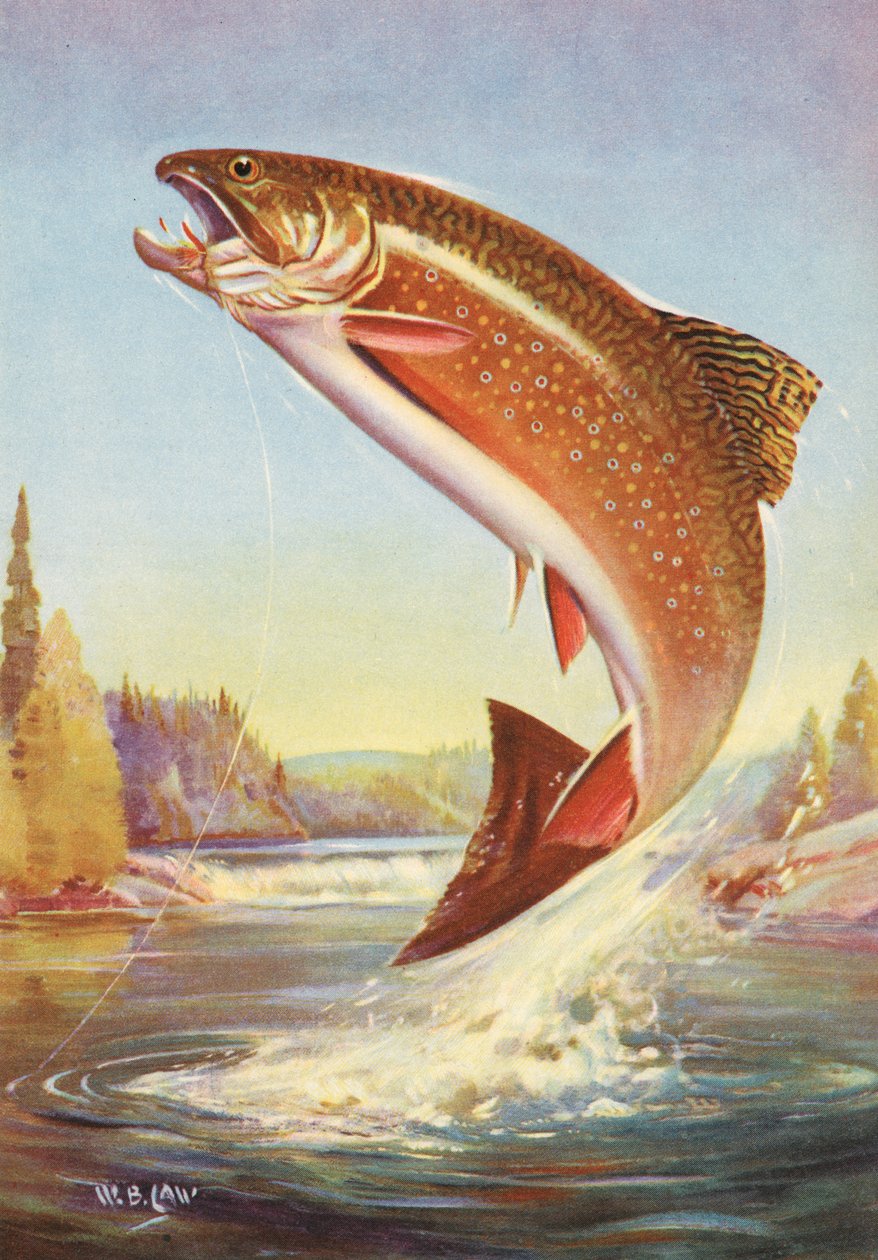 Pesca Desportiva: Leaping Brook Trout de American School