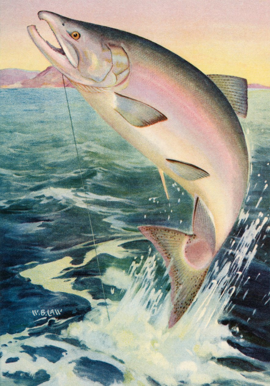 Pesca desportiva: Salmão real a saltar de American School