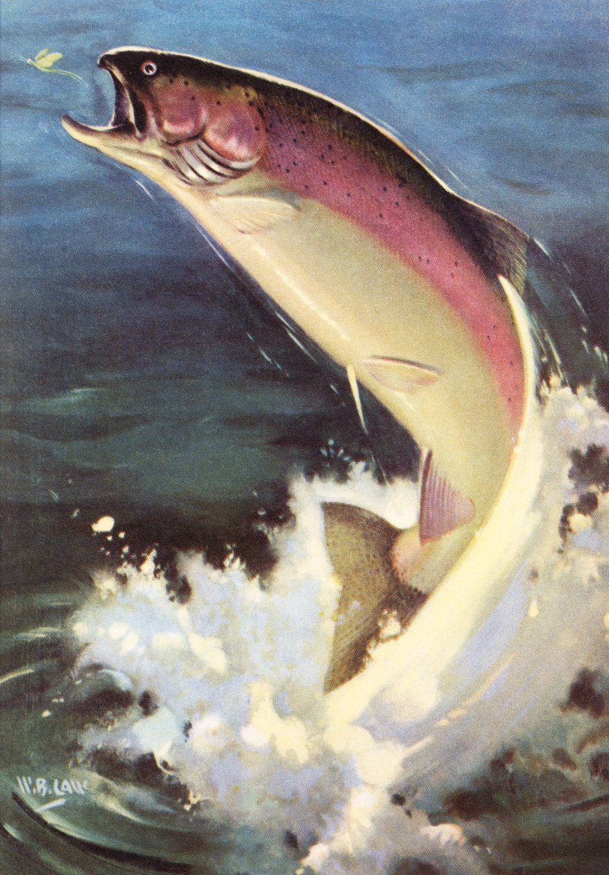Pesca Desportiva: Truta Arco-Íris Saltitante de American School