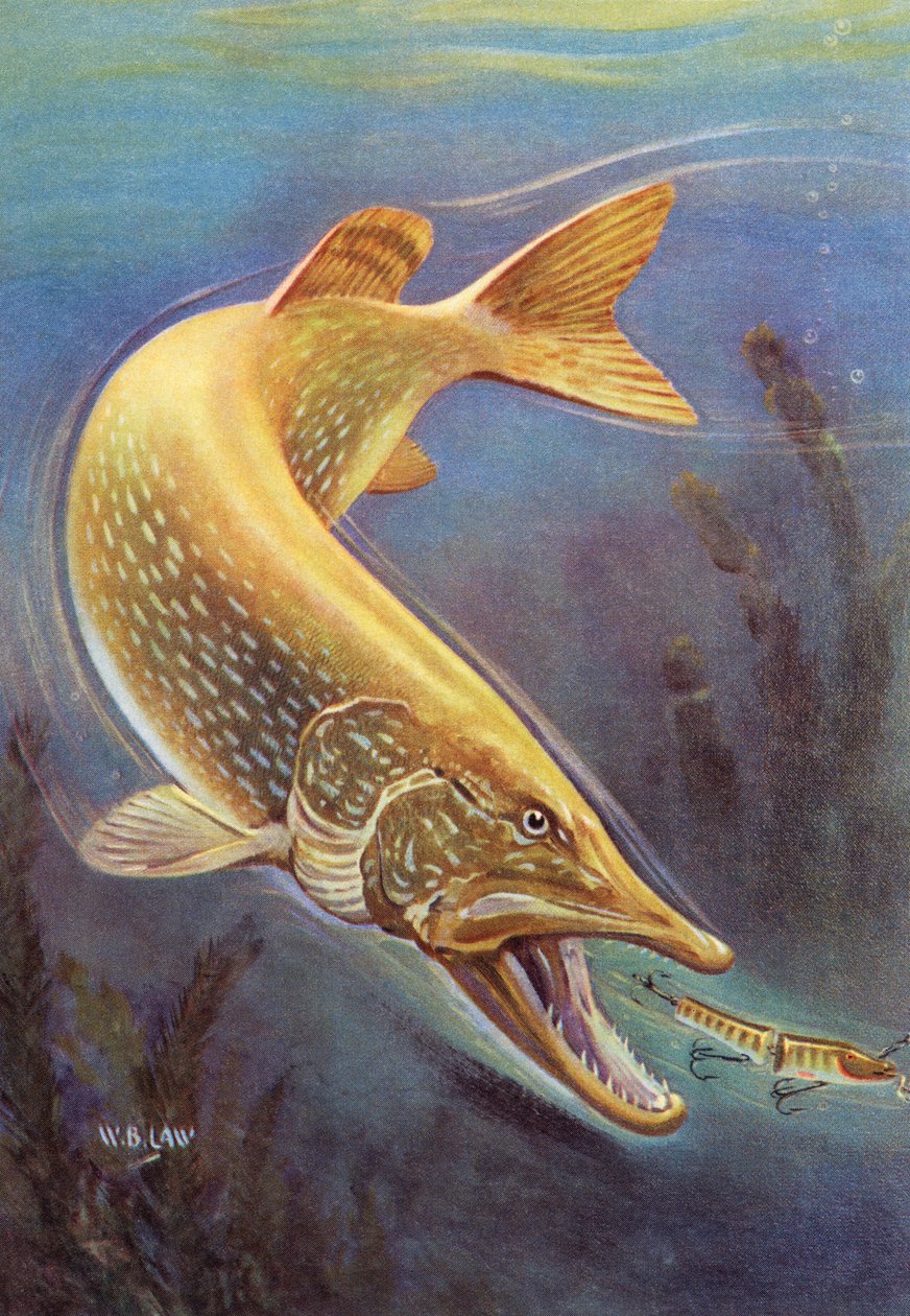 Pesca Desportiva: Lúcio do Norte Atraindo de American School