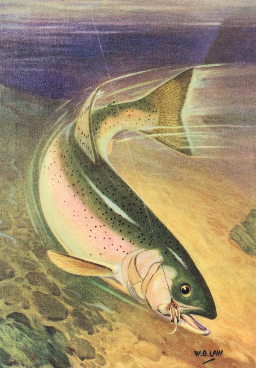 Pesca desportiva: Truta arco-íris na linha de American School