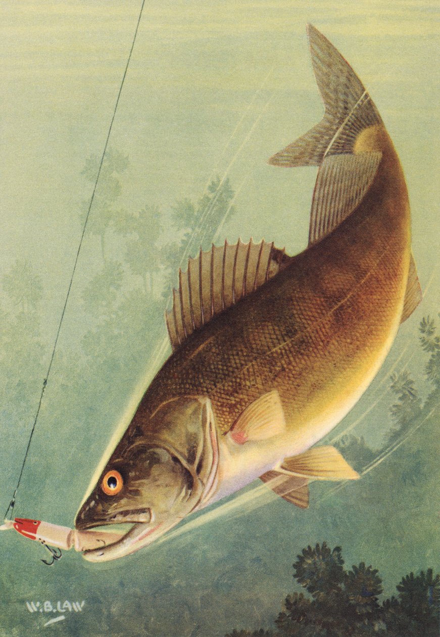 Pesca Desportiva: Walleye Striking a Lure de American School