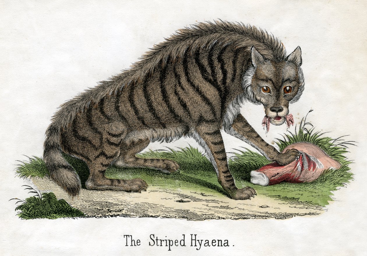 Hiena Listrada, de A História Natural dos Animais de American School