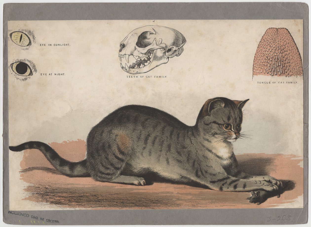 O gato de American School