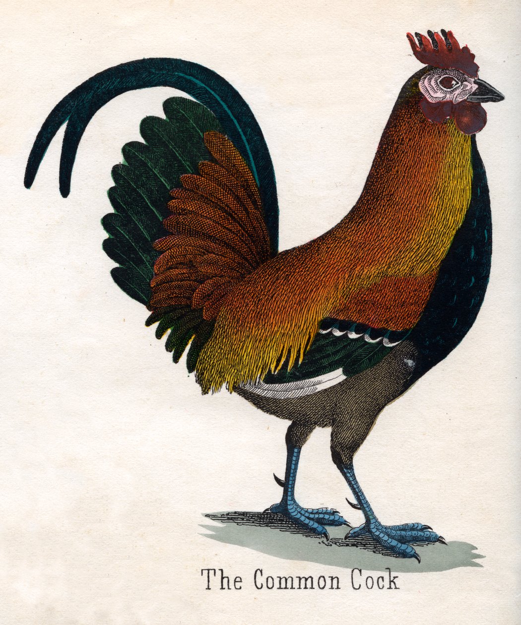 O Galo Comum de American School