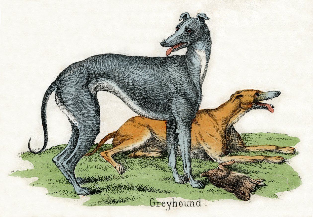 Dois Greyhounds, de A História Natural dos Animais de American School