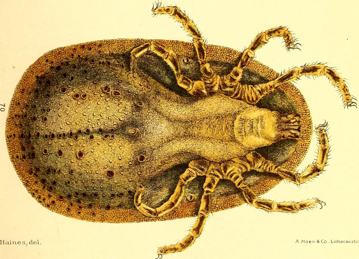 Vista ventral de Argus Miniatus, ilustração de "Cattle ticks (Ixodoidea) of the United States" de D. E. Salmon e Charles Wardell de American School