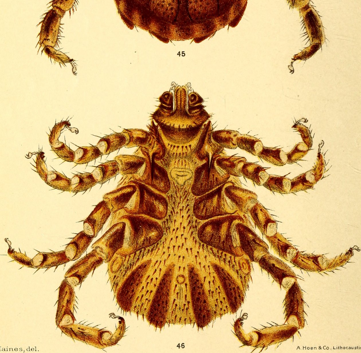 Vista ventral do macho Boophilus Annulatus, ilustração de "Carrapatos de gado de American School