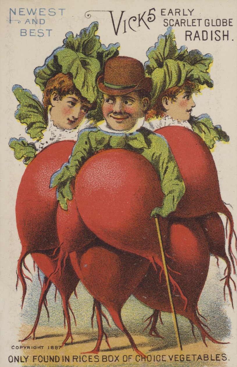 Rabanete globo escarlate precoce Vicks (chromolitho) de American School