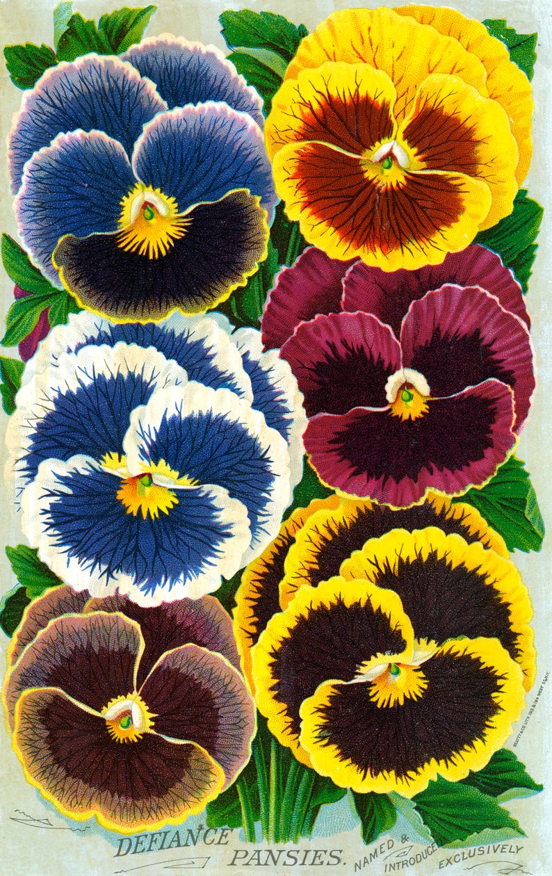 Pansy vitoriano em flor de American School
