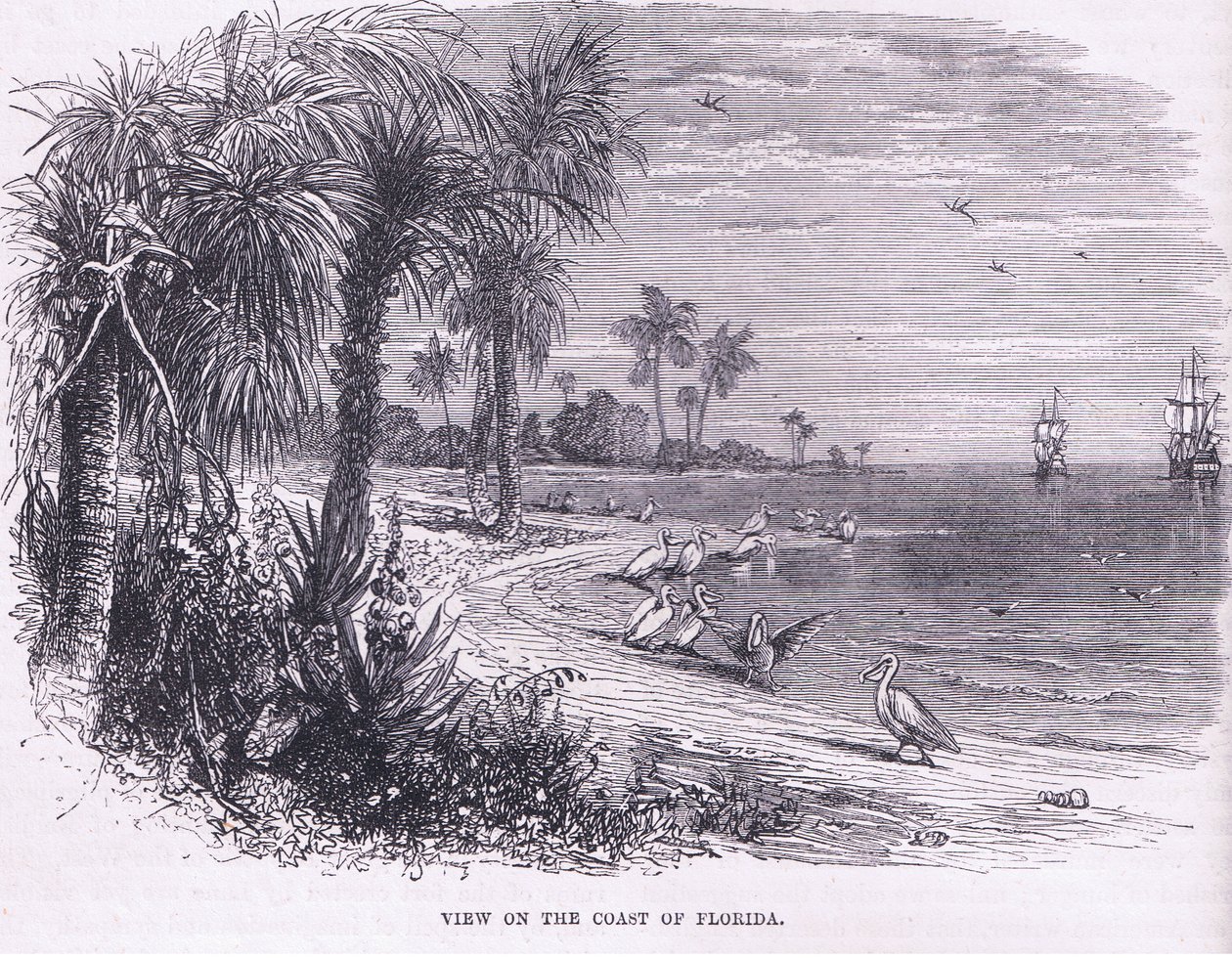 Vista da costa da Flórida, ilustração de Cassell