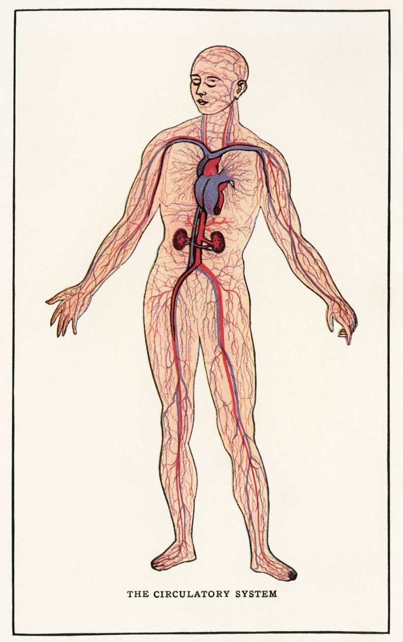 Impressão Anatômica Vintage do Sistema Circulatório Humano de American School