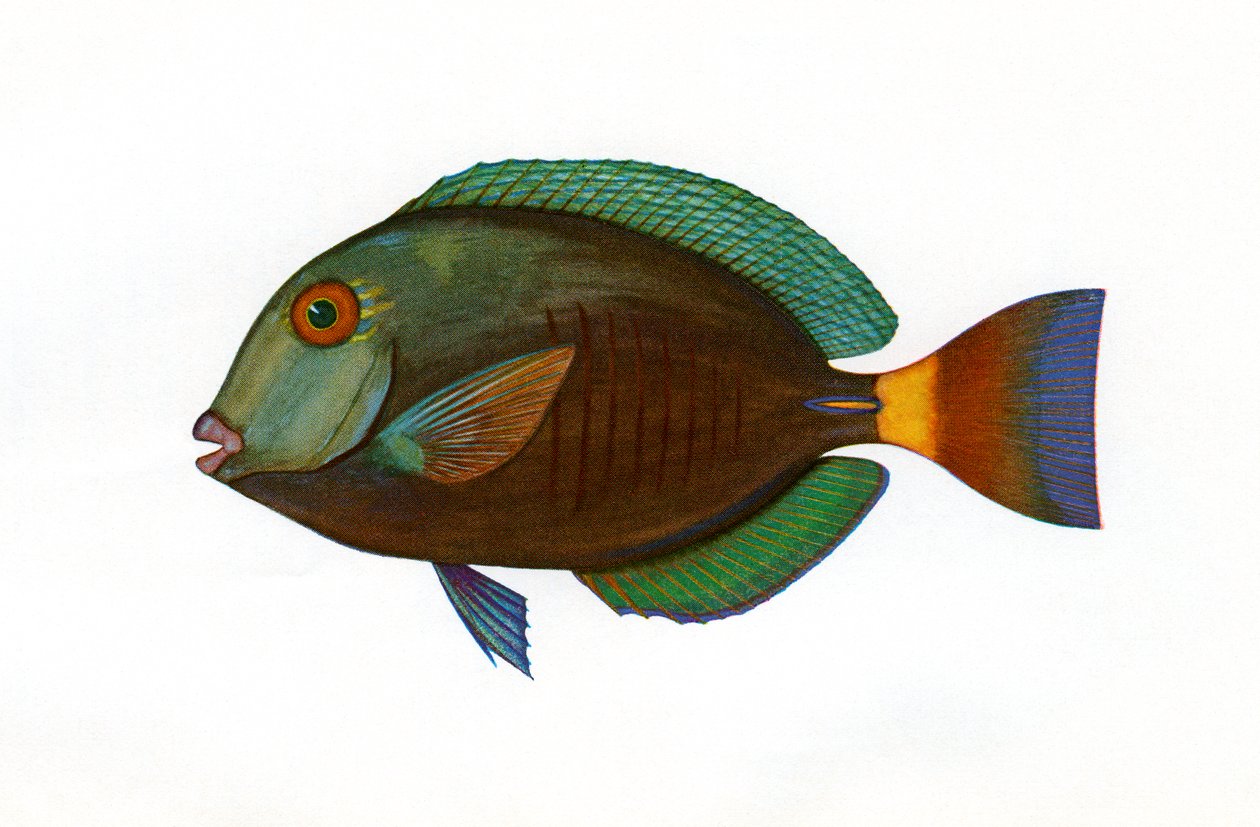Impressão Vintage de um Brown Surgeonfish de American School