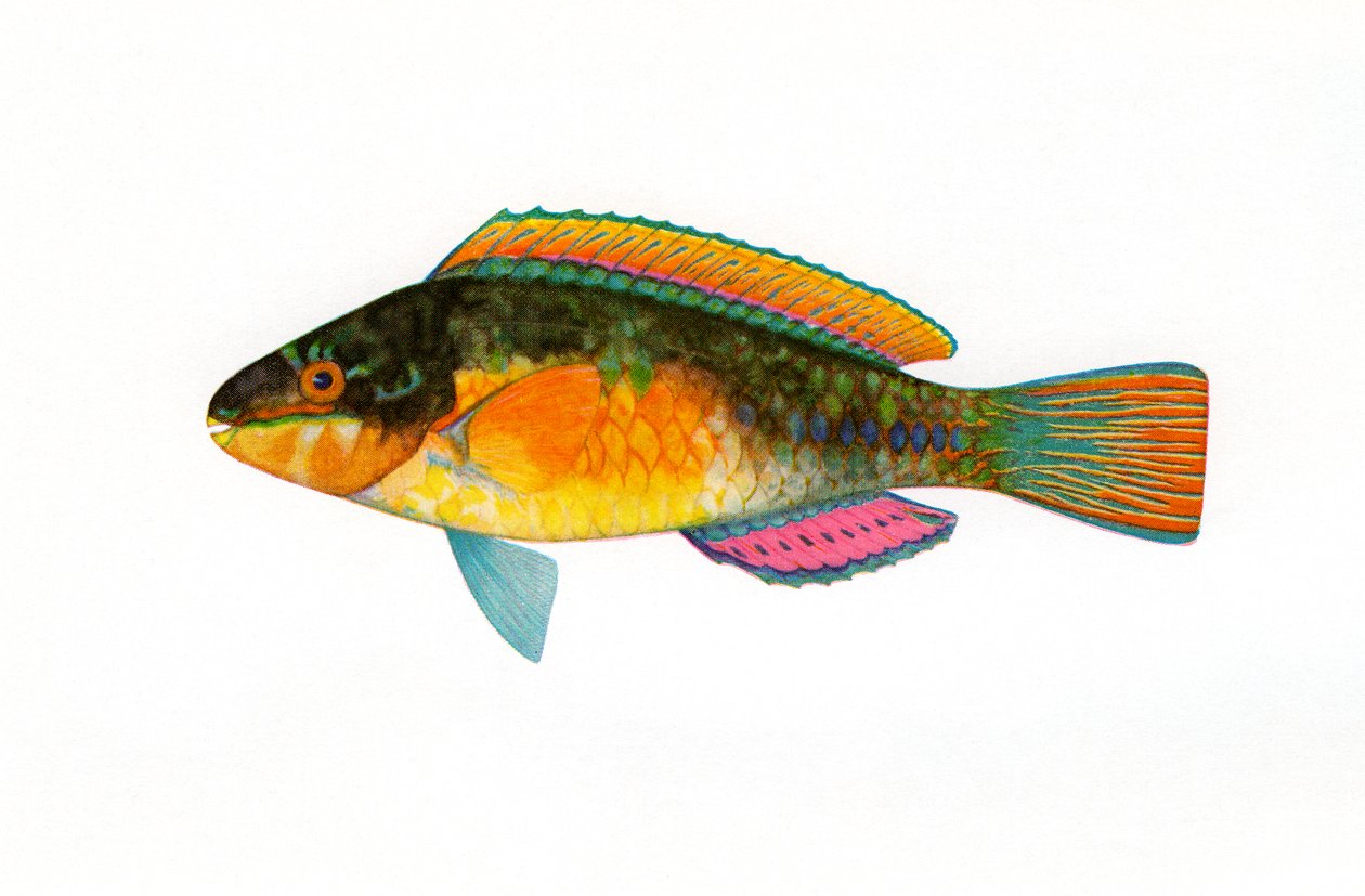Impressão vintage de um peixe-papagaio cabeça-de-bala de American School