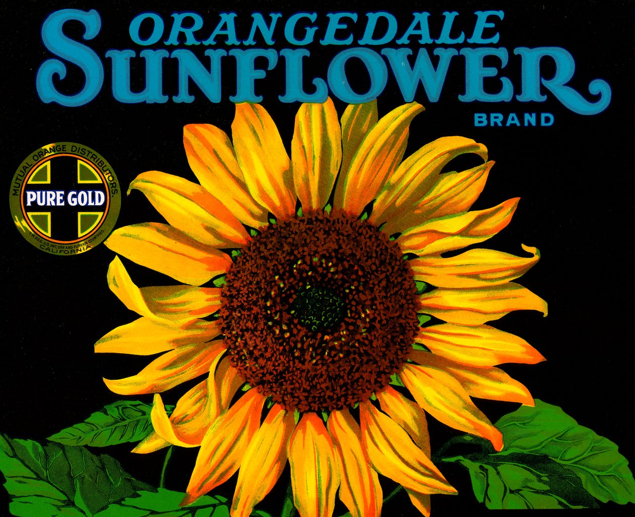 Rótulo da caixa de frutas Vintage Sunflower de American School