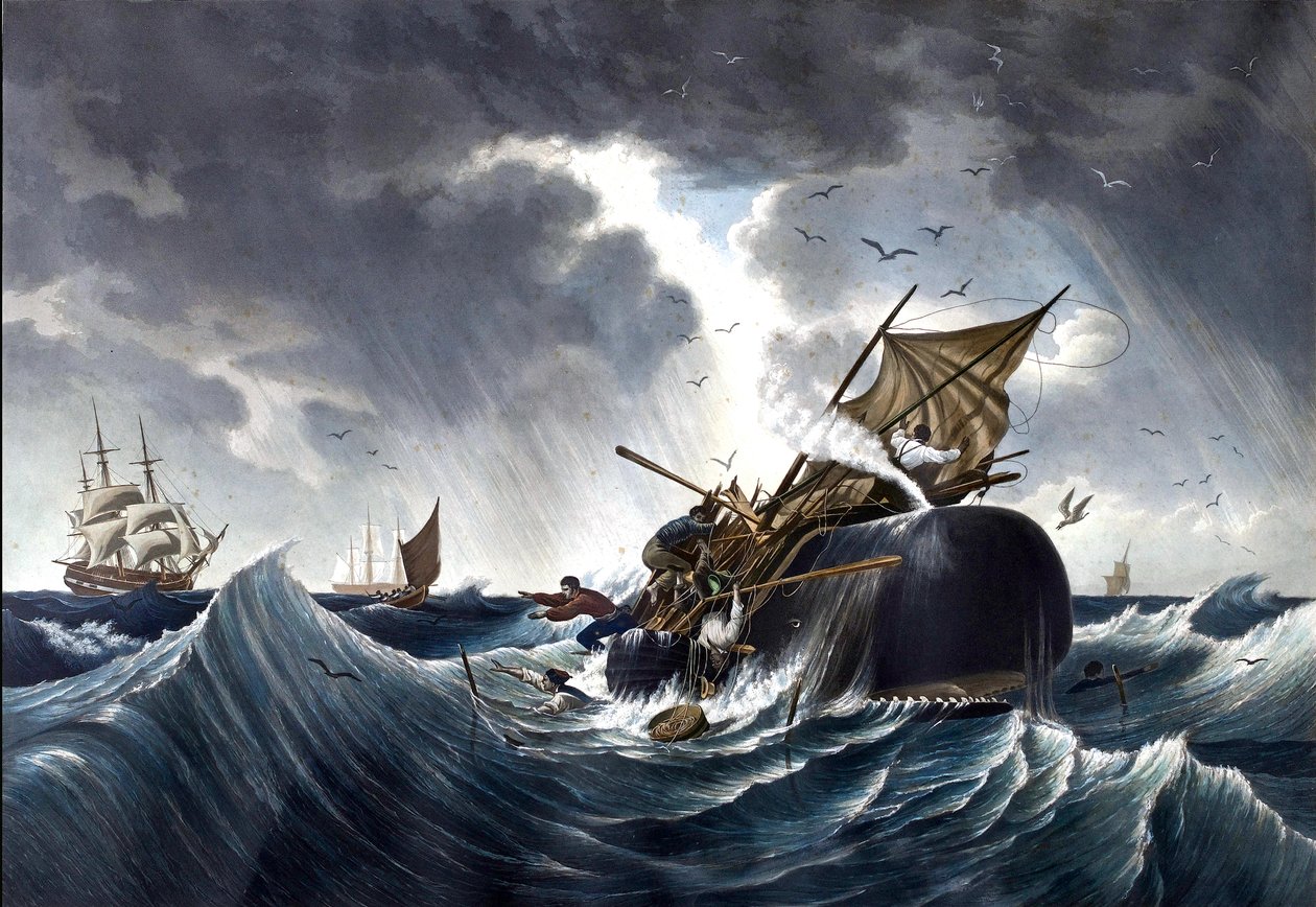 Whale Destroying Whale Ship, c.1875 (aguarela sobre papel) de American School