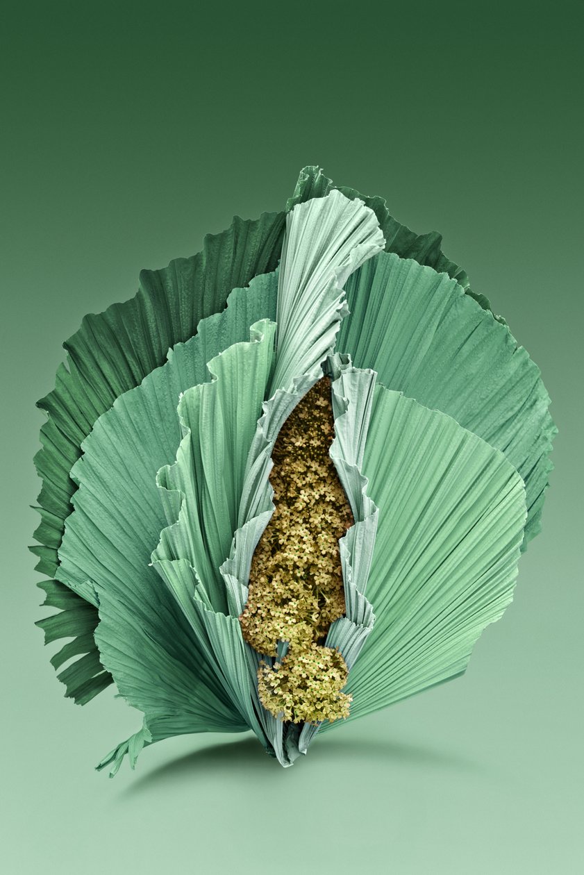 Ikebana 04, 2018 (fotografia) de Ana Carolina Tavares Mizrahi