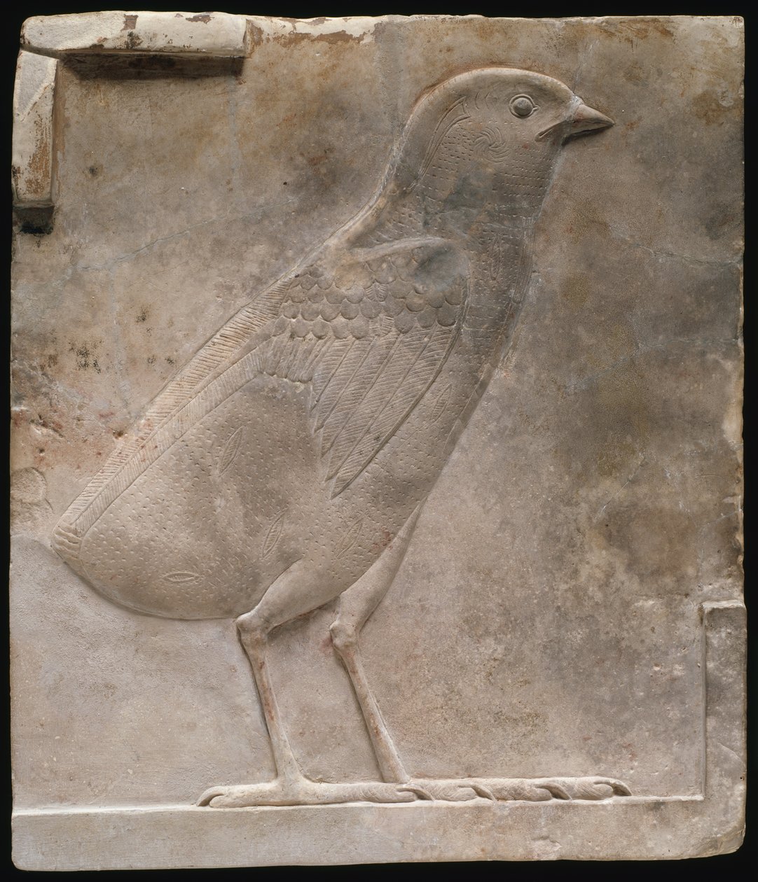 Placa representando um pintainho codorniz de Ancient Egyptian