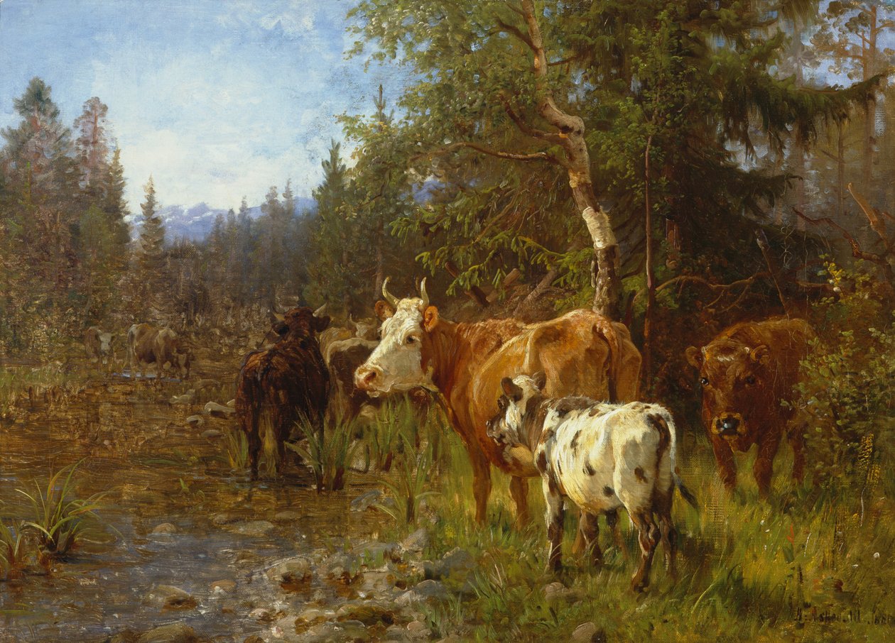 Vacas pelo posto de água de Anders Askevold