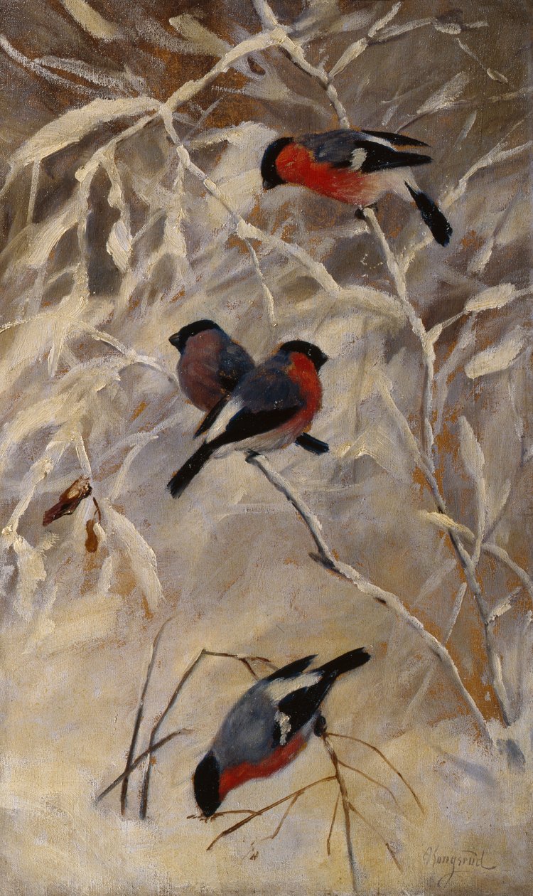 Bullfinches de Anders Kongsrud