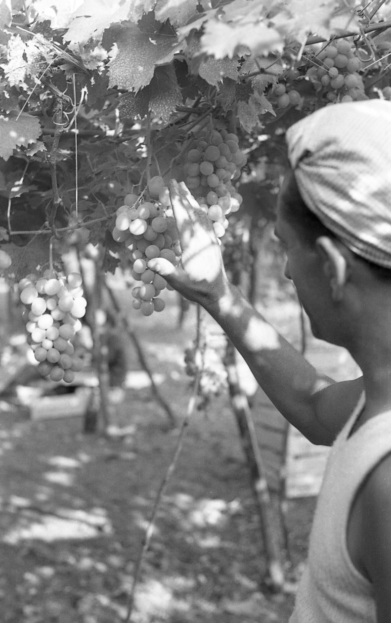UVAS AMARGAS - A RAINHA NA PÉRGULA de Ando Gilardi