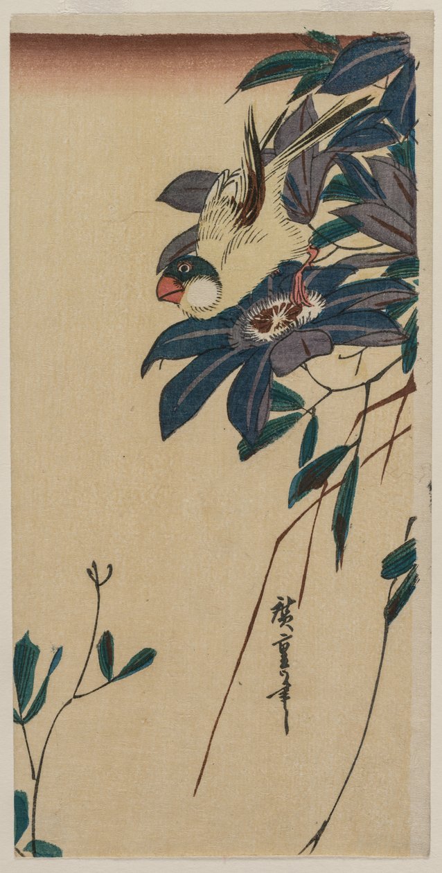 Grosbeak e Clematis, meados da década de 1830. de Ando Hiroshige