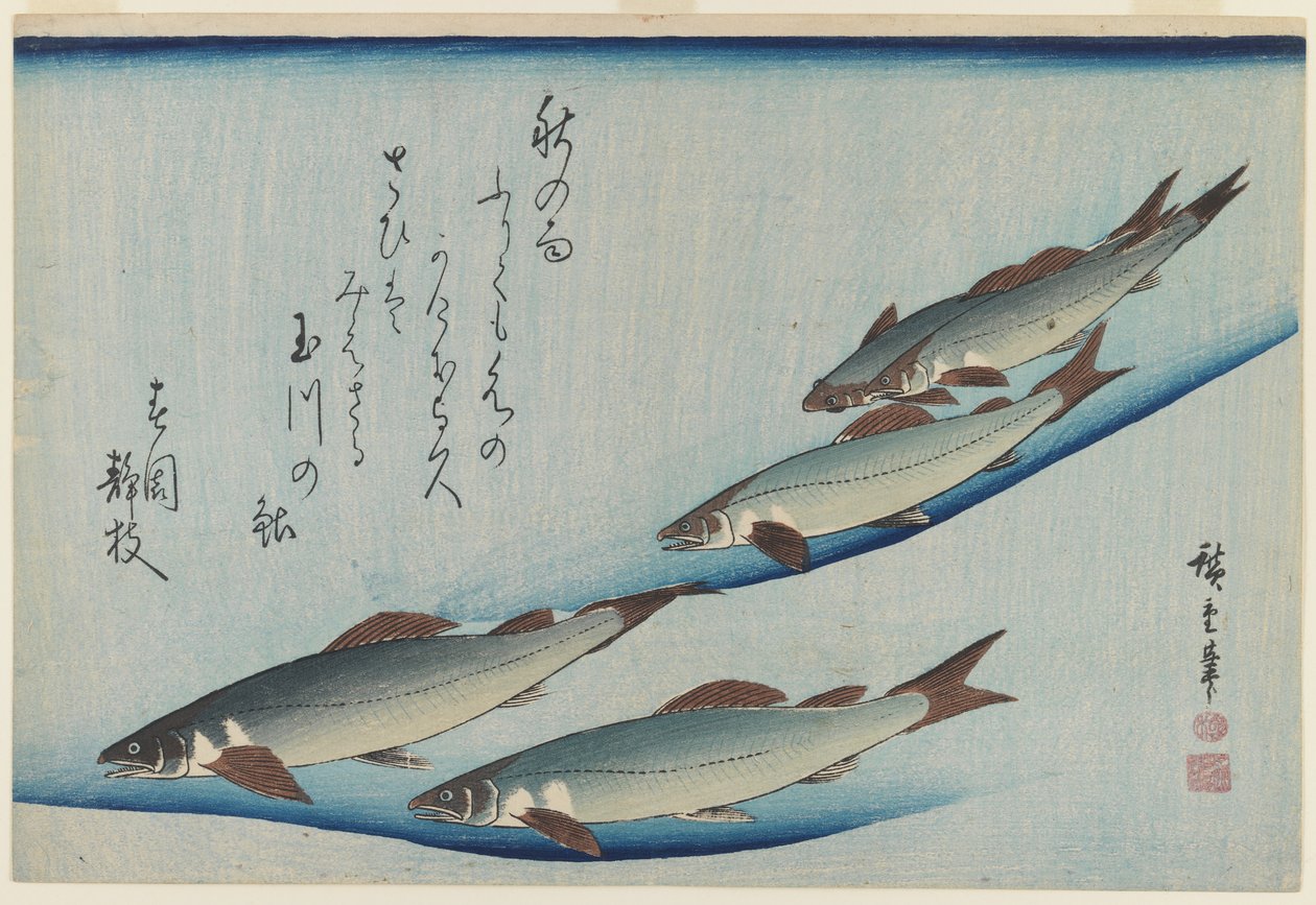 Escola de Cinco Trutas Marinhas, Período Edo (impressão em xilogravura a cores sobre papel) de Ando or Utagawa Hiroshige