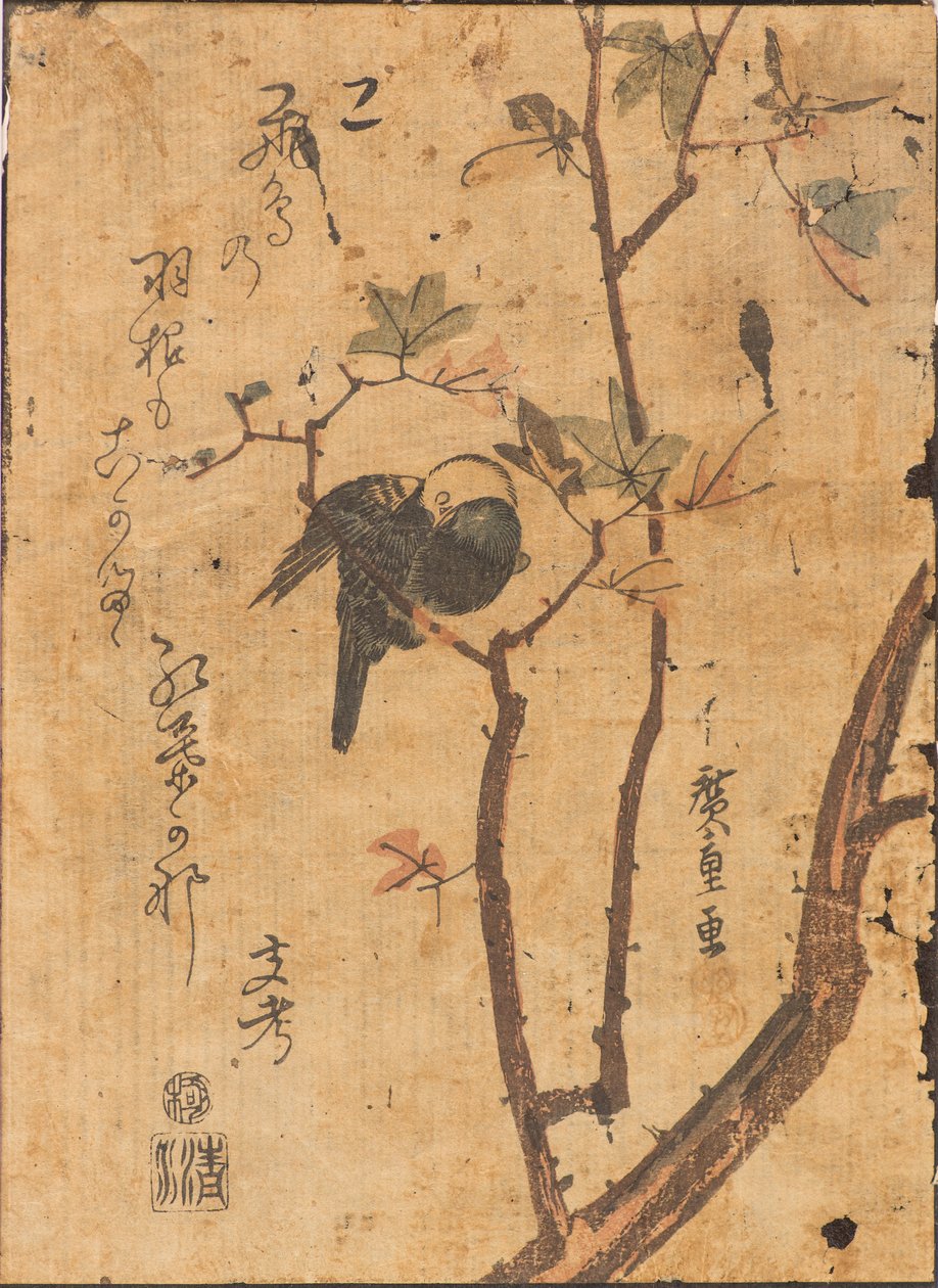 Estudo de pássaro dormindo no galho de Ando or Utagawa Hiroshige