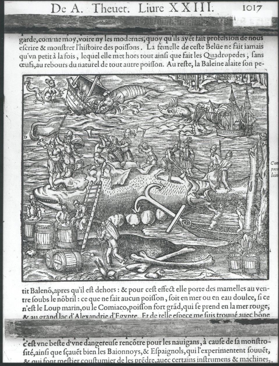 Articulando uma baleia, de &39;Cosmographie universelle&39; por Andre Thevet, 1575 de Andre Thevet