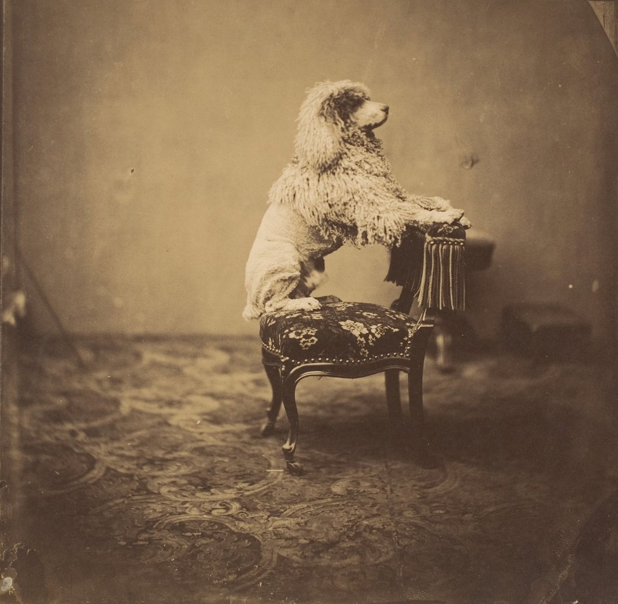 [Poodle da Imperatriz Eugénie], década de 1850. de Andre Adolphe Eugene Disderi