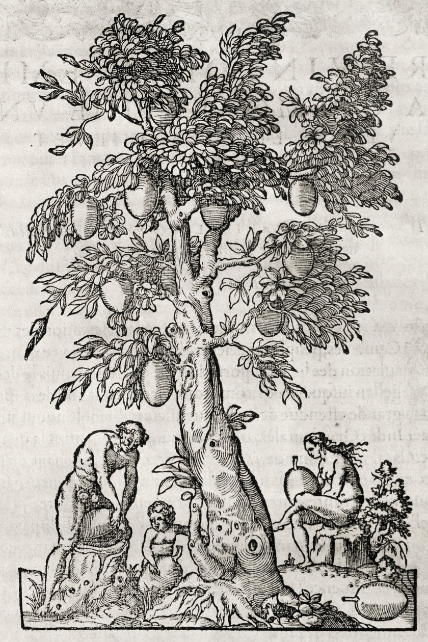 Pão de fruta, gravura de Andre Thevet (1504-1592), Paris, França de Andre Thevet