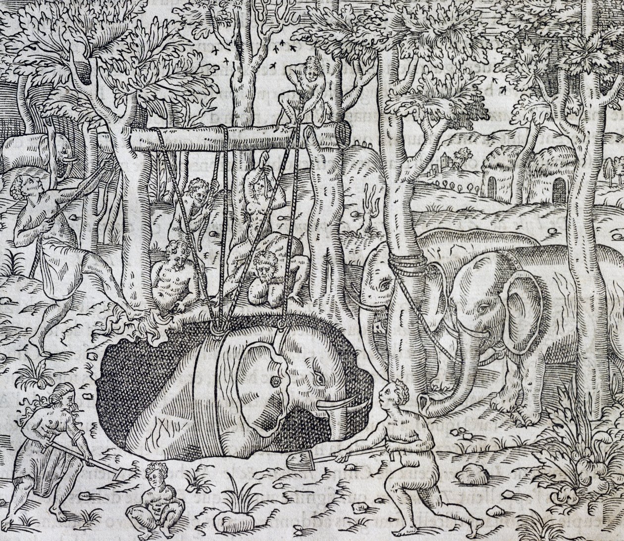 Caça ao elefante na ilha de Java, gravura da Cosmologia Universal, de Andre Thevet (1504-1592), Paris de Andre Thevet