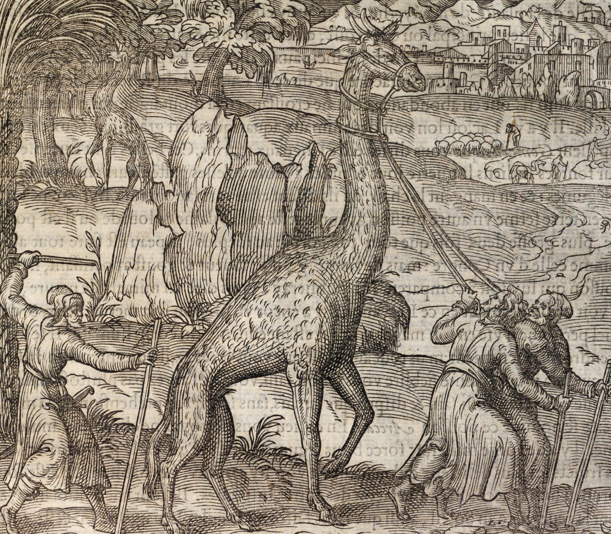 Girafa, gravura da Cosmographie Universelle de Andre Thevet