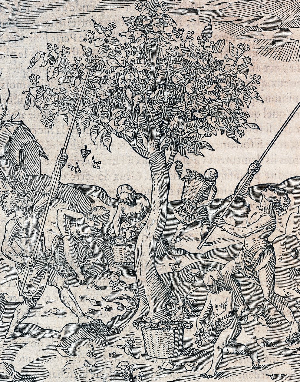 Colheita de pimenta na ilha de Java, gravura da Cosmologia Universal de Andre Thevet (1504-1592), Paris de Andre Thevet