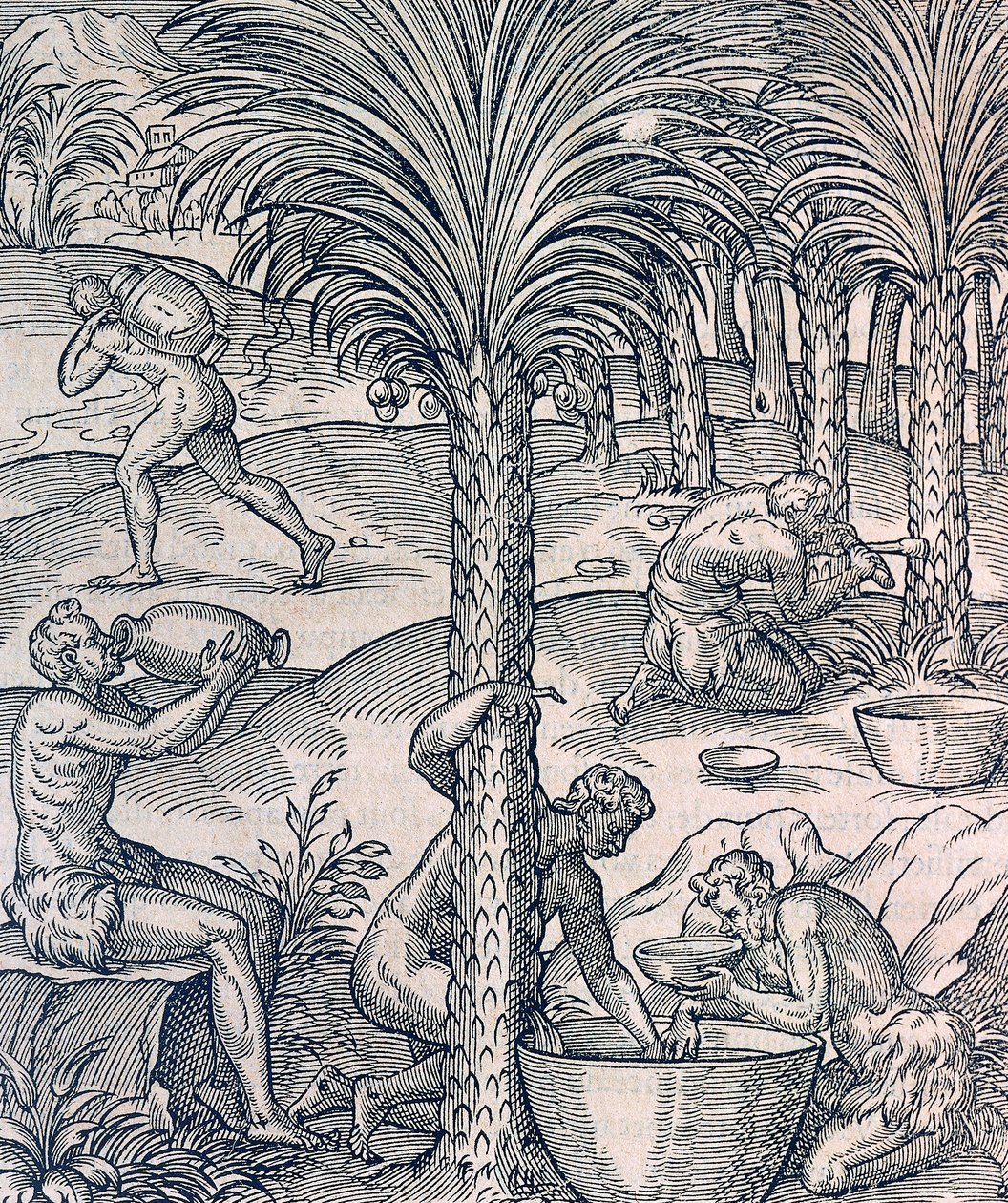Habitantes de Cabo Verde fazendo bebidas a partir de palmeiras, gravura da Cosmologia Universal, de Andre Thevet (1504-1592), Paris de Andre Thevet