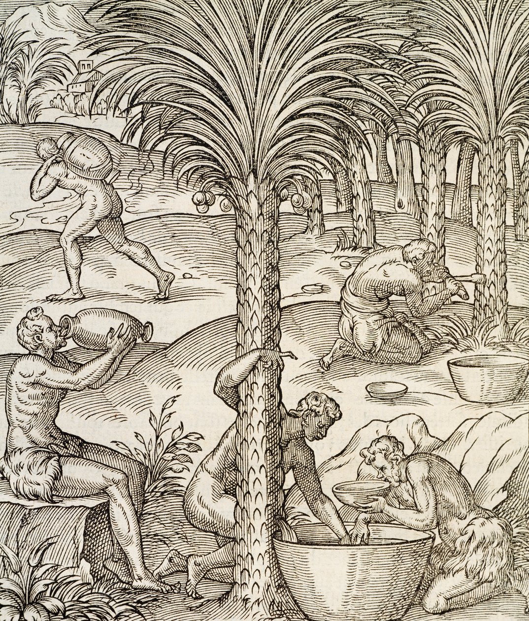 Habitantes de Cabo Verde fazendo bebidas a partir de palmeiras, gravura da Cosmologia Universal, de Andre Thevet (1504-1592), Paris, África,1575 de Andre Thevet