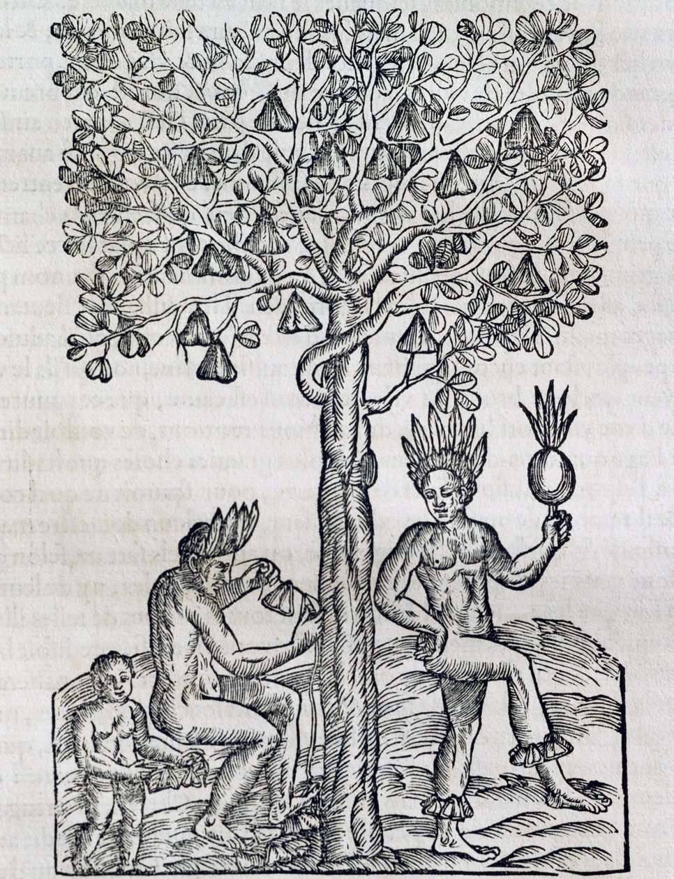 Fruta de Nana, planta medicinal tropical, gravura da Cosmologia Universal, de Andre Thevet (1504-1592), Paris de Andre Thevet