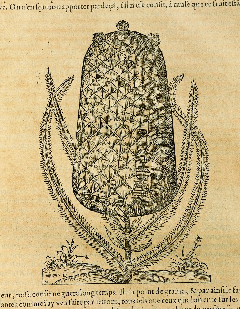 Abacaxi (ananas comosus), gravura de André Thevet de Andre Thevet