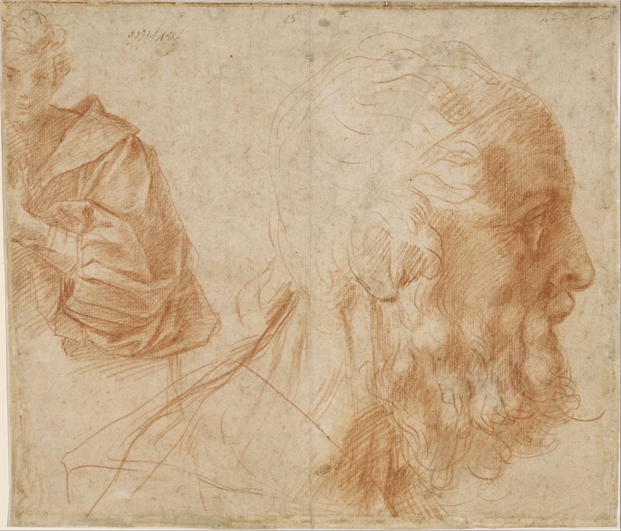Folha de estudos com um jovem e a cabeça de um homem velho olhando para a direita de Andrea del Sarto