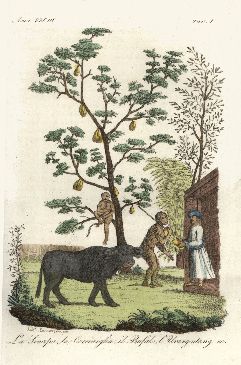Planta de mostarda com besouros de cochonilha, jacas, búfalos de água e orangotangos. Placa de cobre colorida à mão desenhada e gravada por Andrea Bernieri depois de François Solvyns de Giulio Ferrario