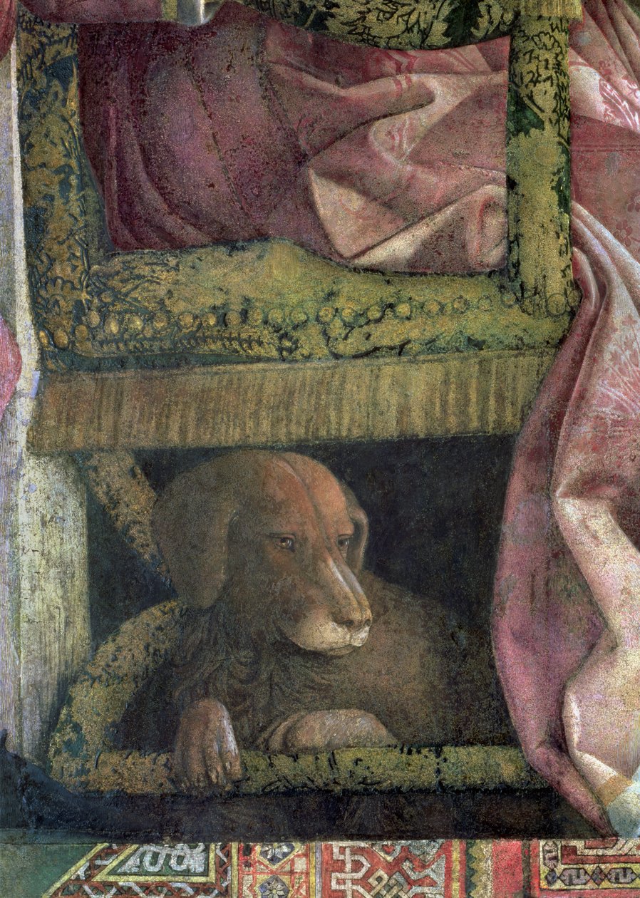 Rubino, o cão favorito do marquês Ludovico Gonzaga III de Mântua e sua família, da Camera degli Sposi ou Camera Picta, detalhe afresco 1465-74 de 78461 de Andrea Mantegna