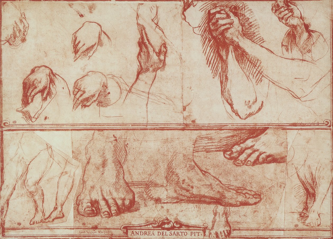 Estudo de mãos e pés para a Última Ceia de San Salvi de Andrea del Sarto
