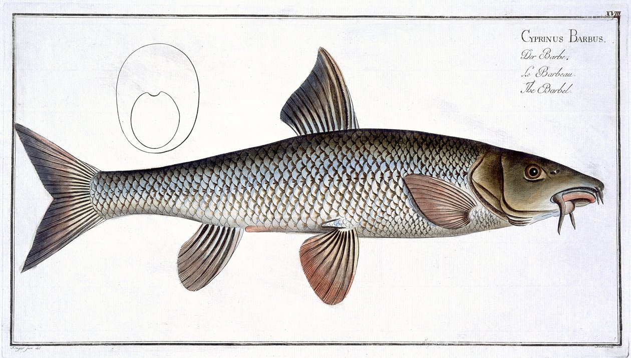 Barbel (Cyprinus Barbus), prato XVIII, de &39;Ictiologia, ou história natural geral e peixes particulares&39;, de Marcus Elieser Bloch (1723-99), gravado por Gabriel Bodenehr (1673-1766), publicado de Andreas Ludwig Kruger