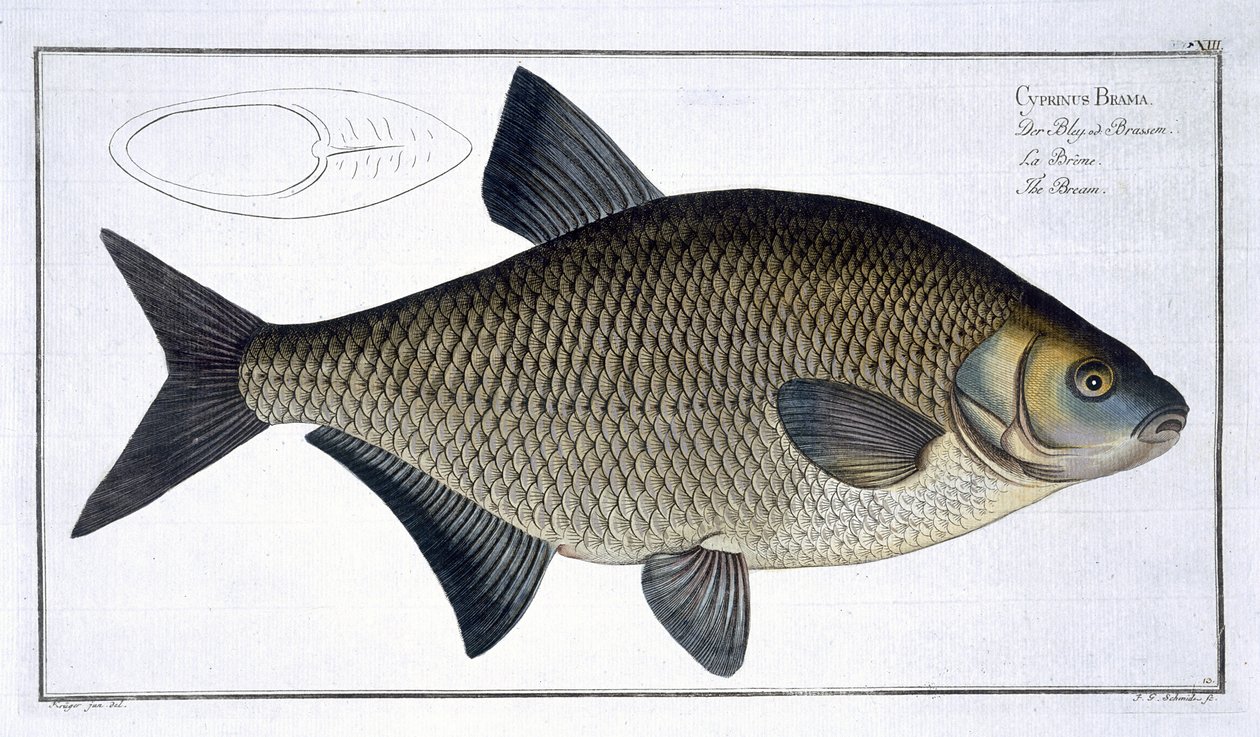 Brema (Cyprinus Brama) plana XIII de "Ictiologia, ou história natural geral e peixes particulares", por Marcus Elieser Bloch (1723-99), gravada por Gabriel Bodenehr (1673-1766), publishe de Andreas Ludwig Kruger
