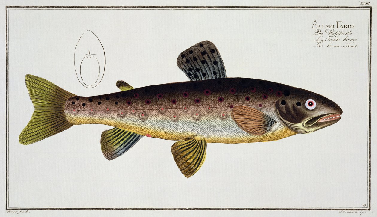 Truta Marrom (Salmo Iasustris), prato XXIII, de "Ictiologia, ou história natural e natural dos peixes", de Marcus Elieser Bloch (1723-99), gravada por Gabriel Bodenehr (1673-1766), de Andreas Ludwig Kruger