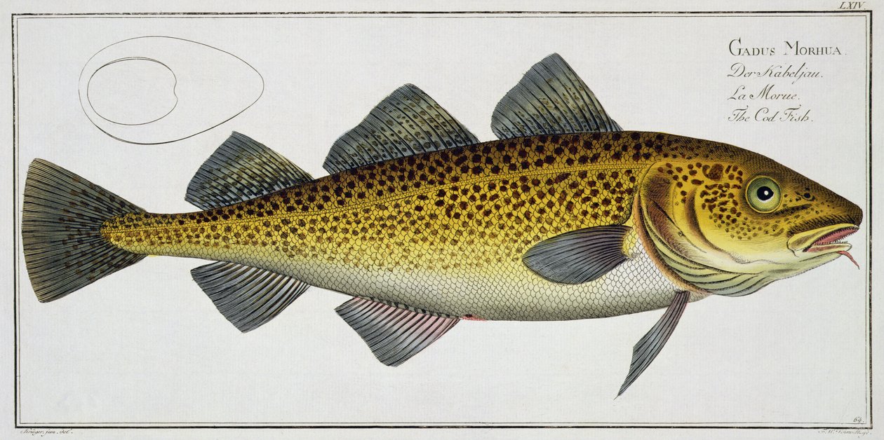 Bacalhau (Gadus Morhua) placa LXIV de &39;Ictiologia, ou história natural geral e particular dos peixes&39;, por Marcus Elieser Bloch (1723-99), publicado c.1785-99 de Andreas Ludwig Kruger