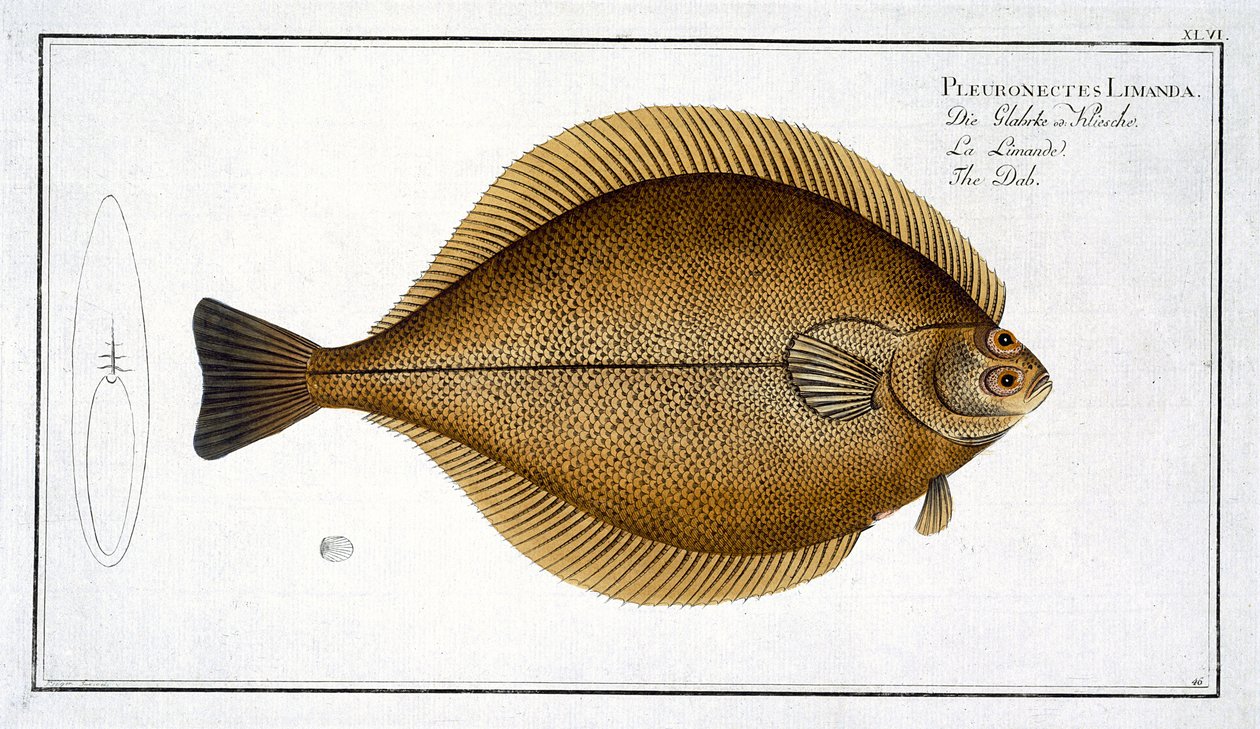 Dab (Pleuronectes Limanda) XLVI plana de "Ictiologia, ou história natural geral e peixes particulare", por Marcus Elieser Bloch (1723-99), gravado por Gabriel Bodenehr (1673-1766), publ de Andreas Ludwig Kruger