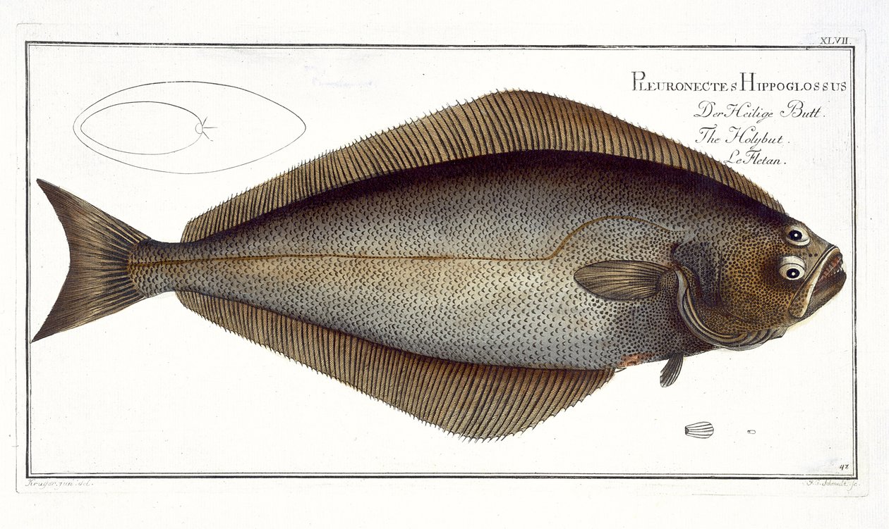 Alabote (Pleuronectes Hippoglossus) plano XLVII de &39;Ictiologia, ou história natural geral e particular dos peixes&39;, por Marcus Elieser Bloch (1723-99), gravado por FG Schmidt, publicado de Andreas Ludwig Kruger