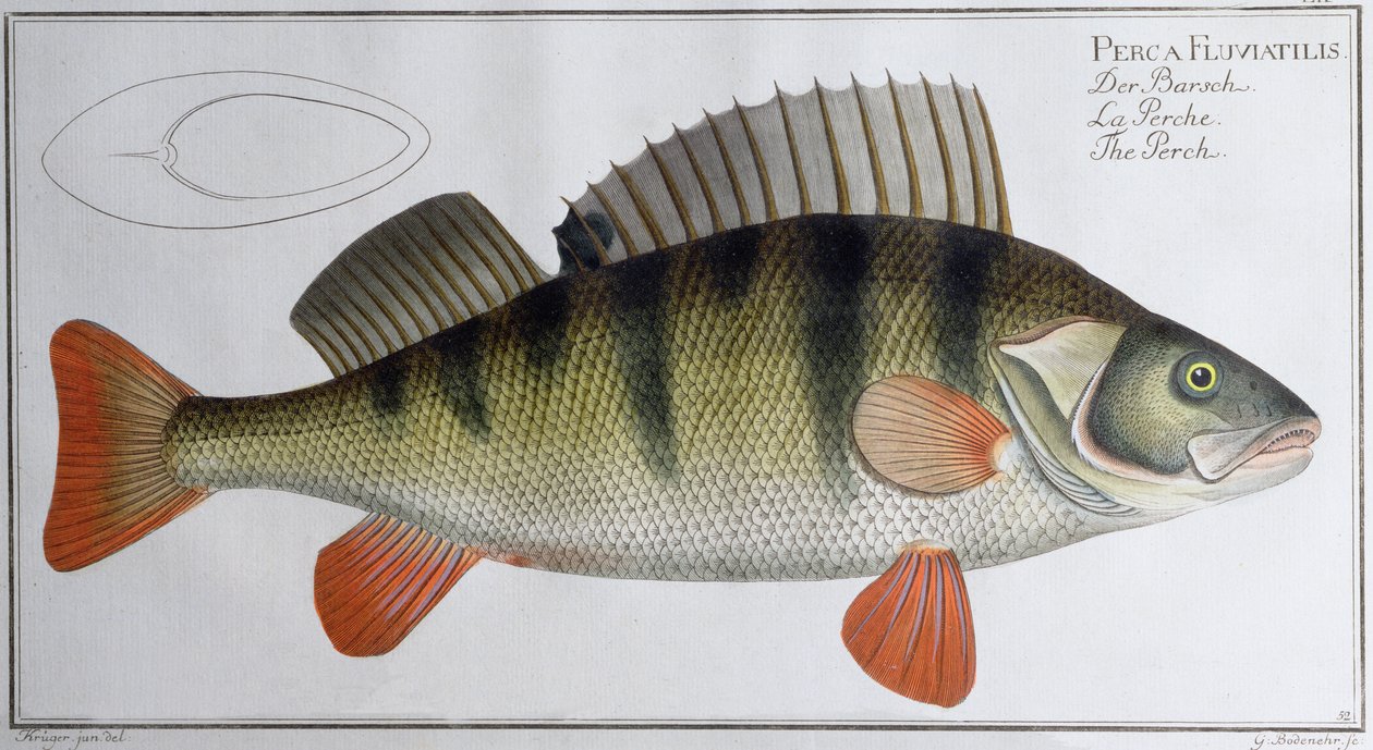 Perch: publicado por Black, c.1790 (impressão) de Andreas Ludwig Kruger